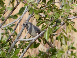 Rufous-crowned Sparrow